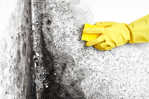 Best Mold Removal Process  in Penndel, PA